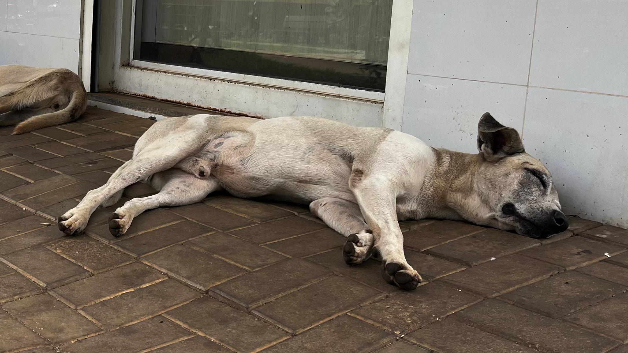 Cerca de 30,2 milhões de cães e gatos são abandonados no Brasil. (Foto: Mireia Carvalho)