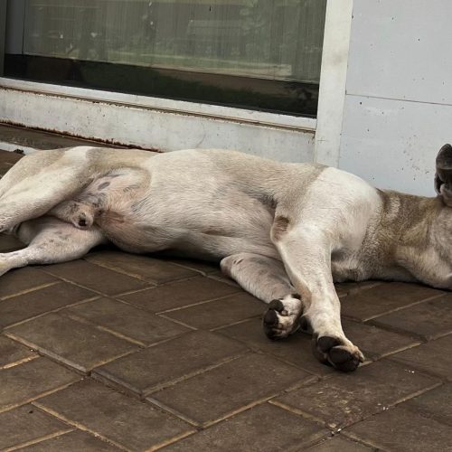 Cerca de 30,2 milhões de cães e gatos são abandonados no Brasil. (Foto: Mireia Carvalho)