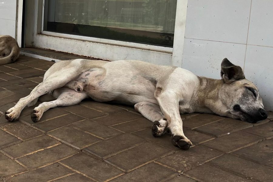 Cerca de 30,2 milhões de cães e gatos são abandonados no Brasil. (Foto: Mireia Carvalho)